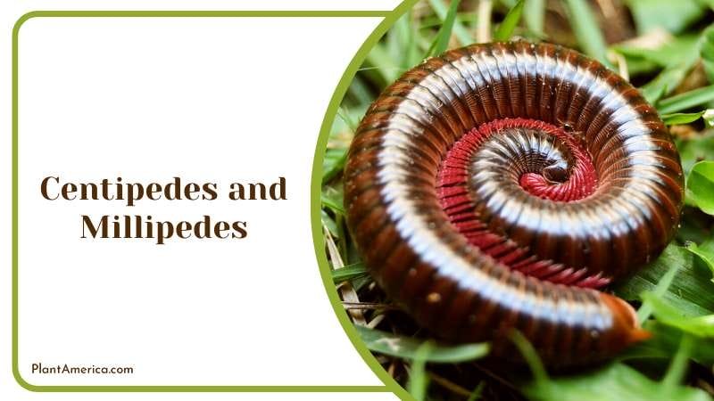 Millipedes on Living Plant PlantAmerica