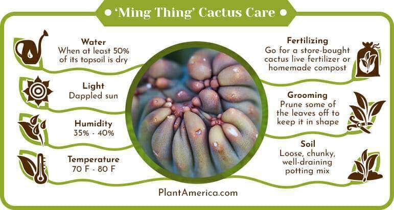 Ming Thing Cactus Care Infographic Plant America 1 Cereus Forbesii Care: A Crash Course