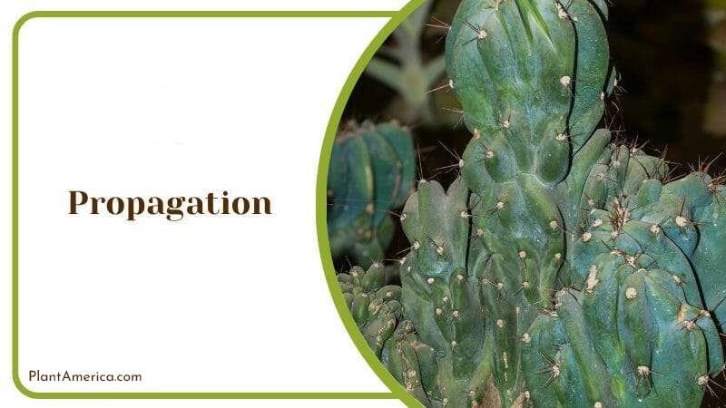 Ming Thing Cactus Propagation Plant America