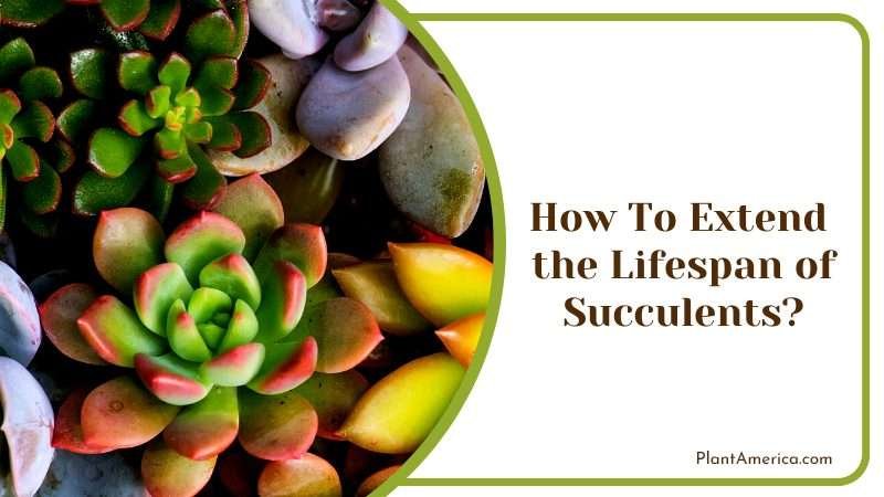 Miniature Succulent Plants in Garden Plant America Miniature Succulent Plants in Garden Plant America