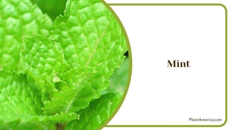 Mint PlantAmerica