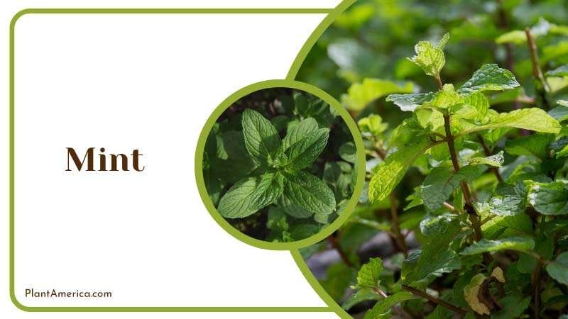 Mint deter different garden pests PlantAmerica