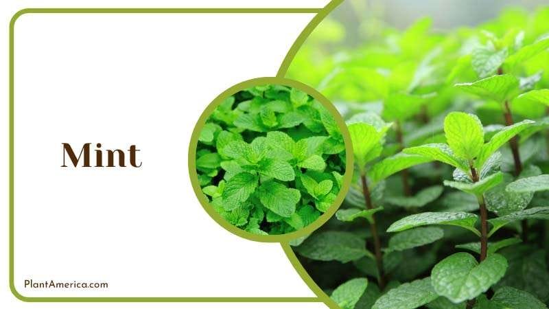 Mint deter voles and different pests PlantAmerica