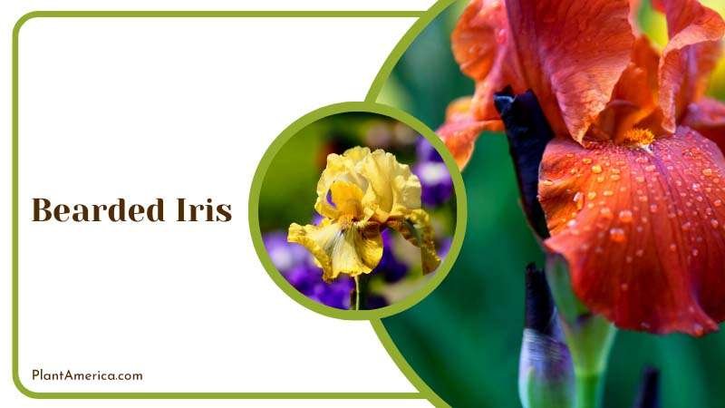 Mist on Red Bearded Iris Plant America