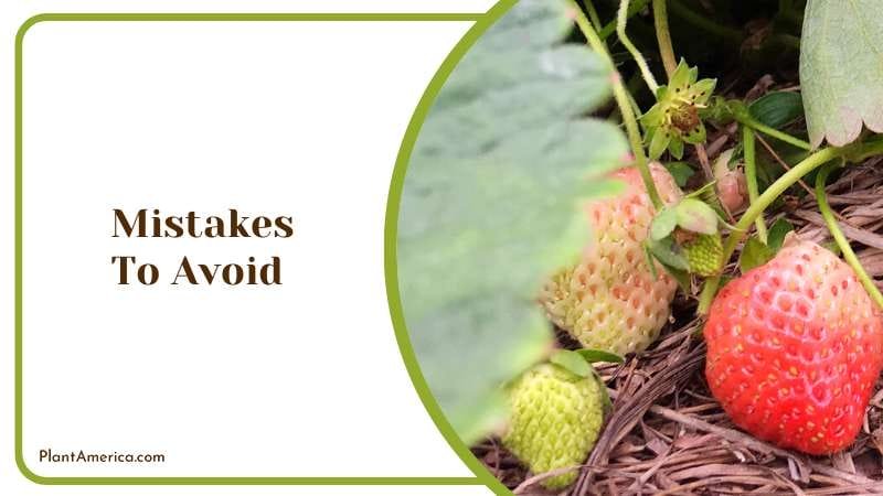 Mistakes To Avoid When Fertilizing Strawberries Plant America Mistakes To Avoid When Fertilizing Strawberries Plant America