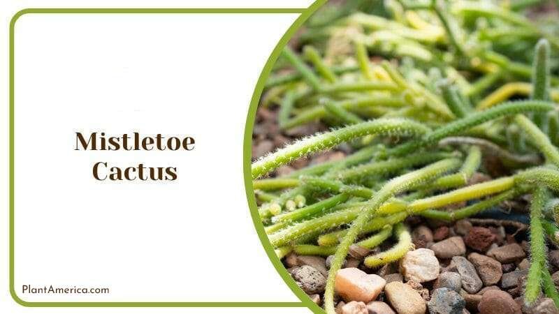 Mistletoe Cactus Plant America