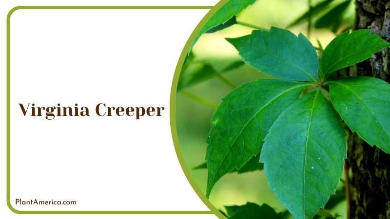 Mistry Beauty of the Virginia Creeper Plant America