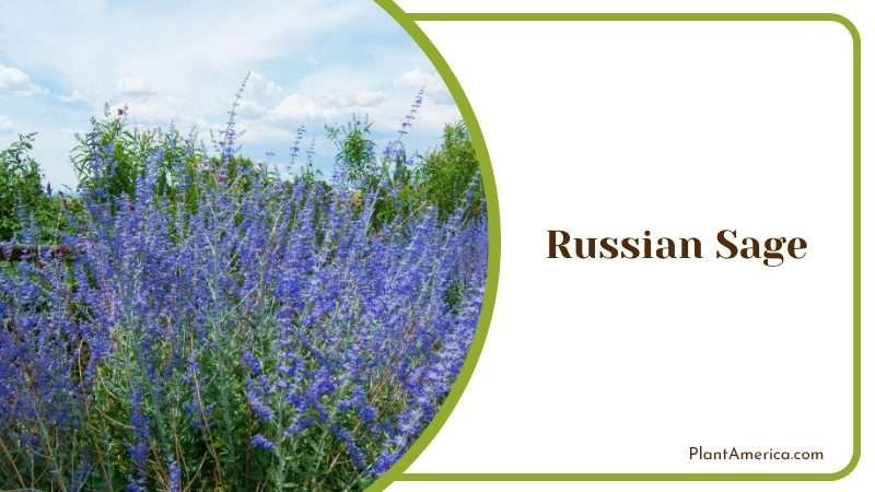 Misty blue Russian Sage Plant America