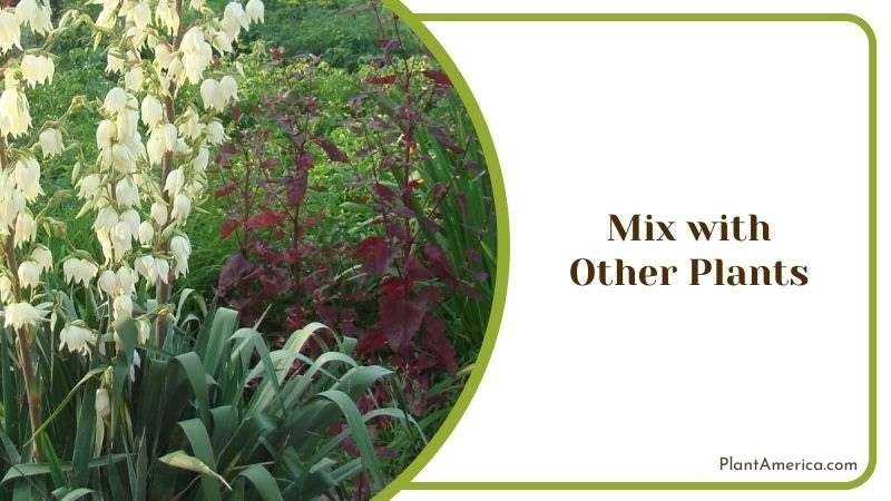 Mix with Other Plants Plant America