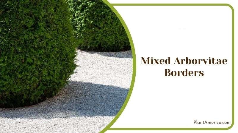 Mixed Arborvitae Borders Plant America Mixed Arborvitae Borders Plant America