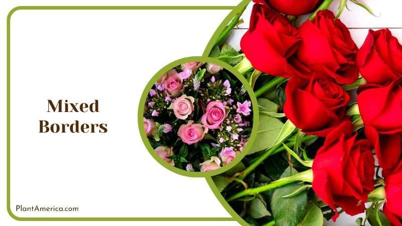 Mixed Borders Rose Plant America