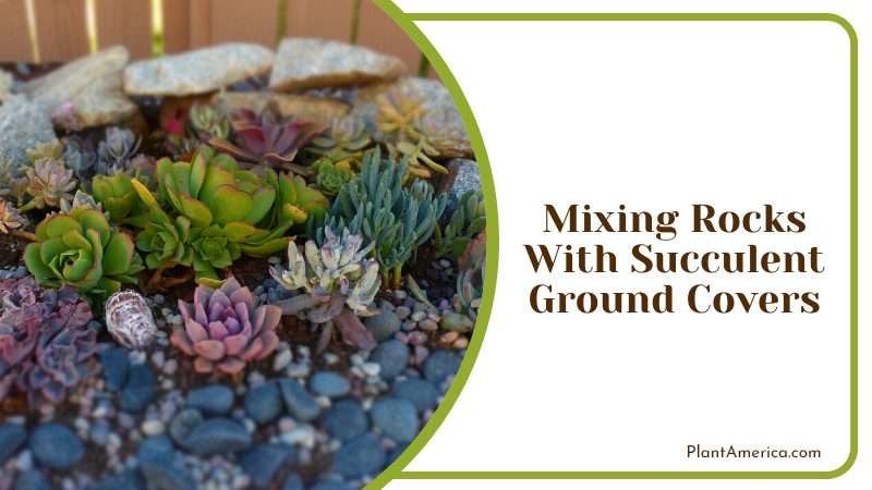 Mixing Rocks With Succulent Ground Covers Plant America