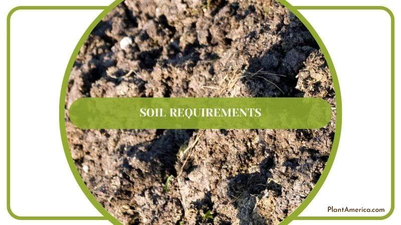 Mixing Soil for Caladium Plant Plant America