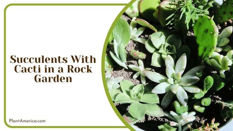 Mixing Succulents With Cacti in a Rock Garden Plant America