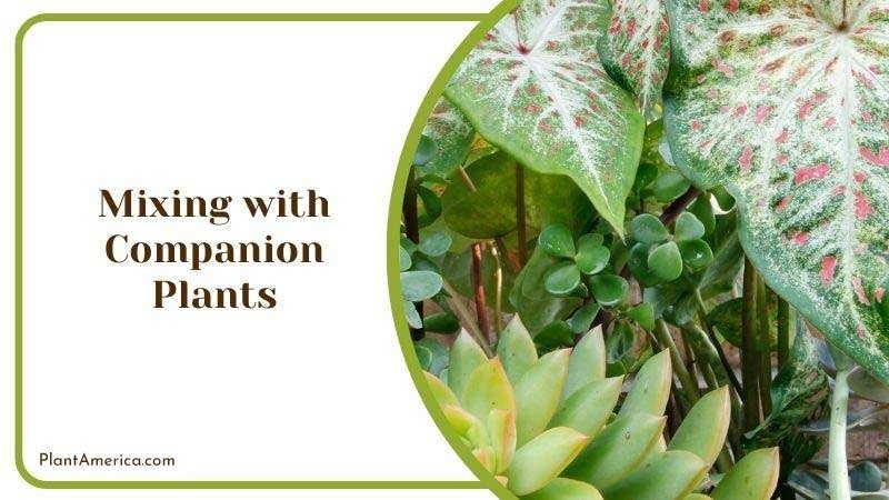 Mixing with Companion Plants Plant America