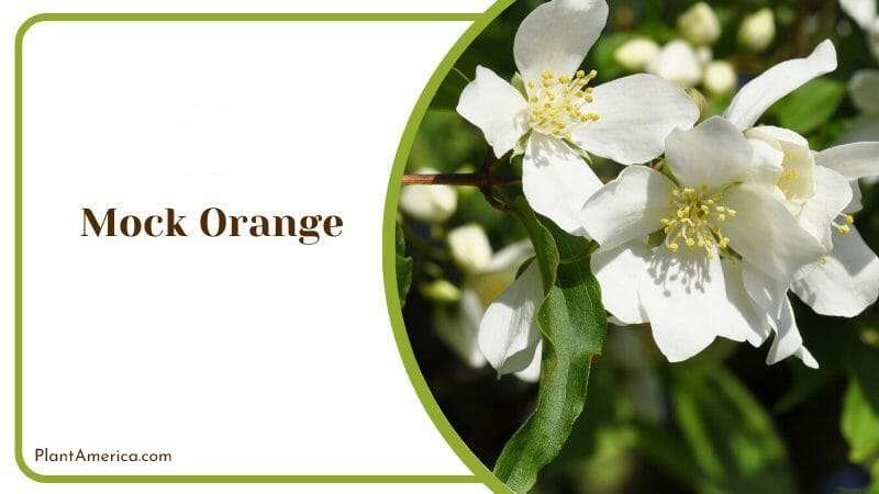 Mock Orange Plant America