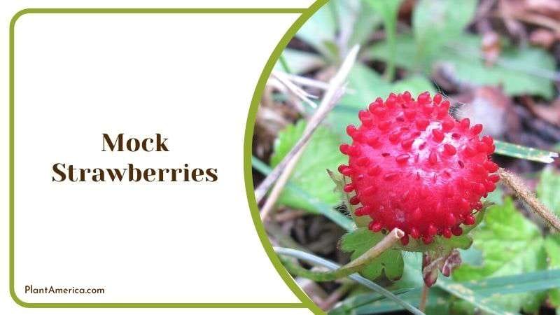 Mock Strawberries Plant America