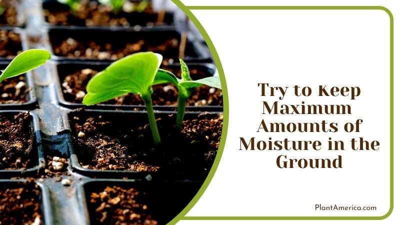 Moisture in the Soil for Healthier Plants Plant America