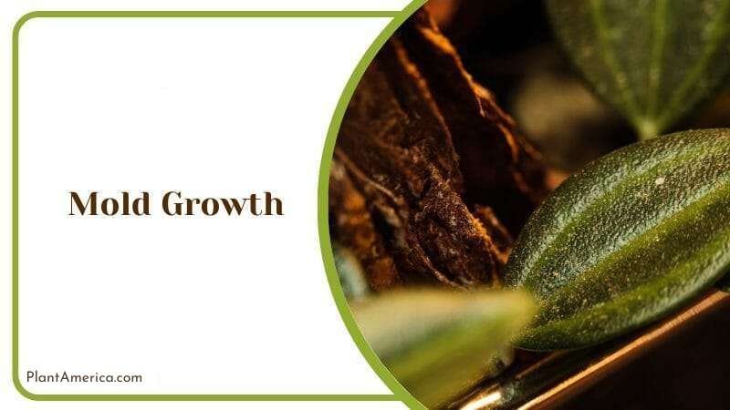 Mold Growth Infection Plant America