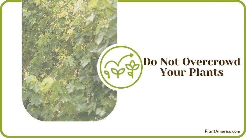 Mold in Overcrowd Plants Plant America 1