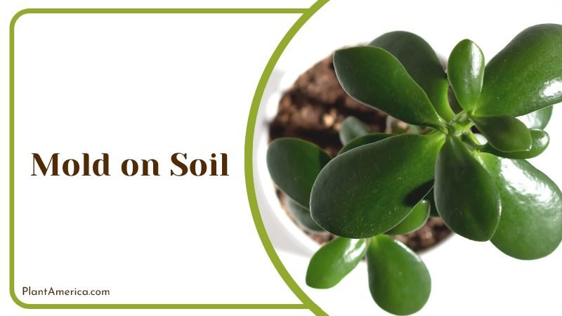 Mold on Soil indication of overwatering Plant America Mold on Soil indication of overwatering Plant America