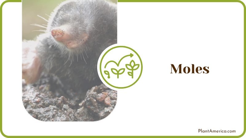Mole hill on grassy lawn Plant America