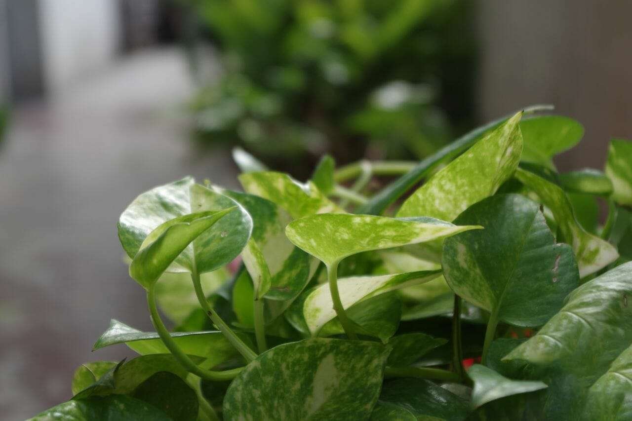 Money Plant Plant America Money Plant Plant America