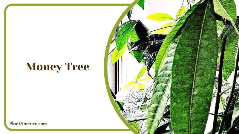 Money Tree Plant America 1