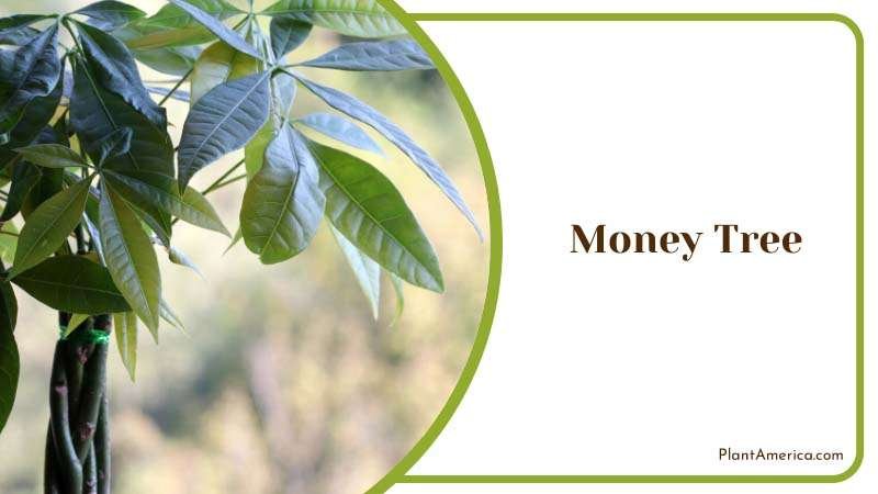 Money Tree Plant America Money Tree Plant America