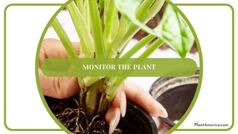 Monitoring Monstera Plant ~ PlantAmerica