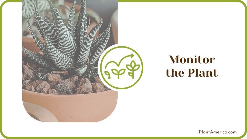 Monitoring the Plant Plant America