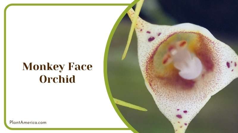 Monkey Face Orchid Flowers Plant America
