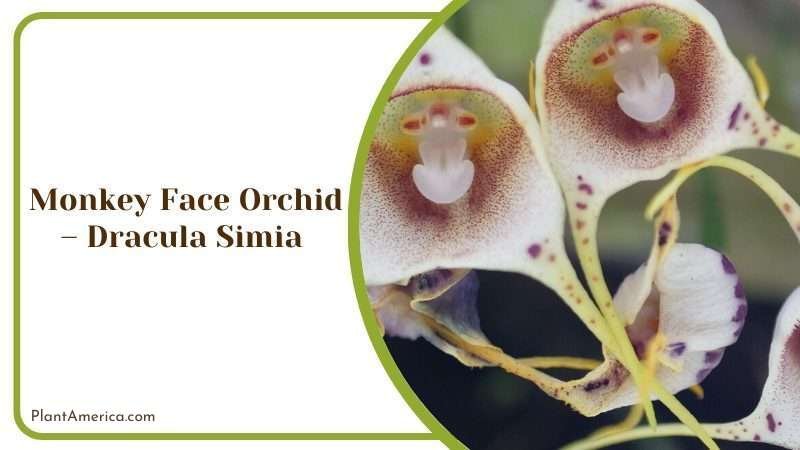 Monkey Face Orchid Plant America