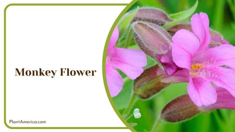 Monkey Flower Colorful Blooms Plant America