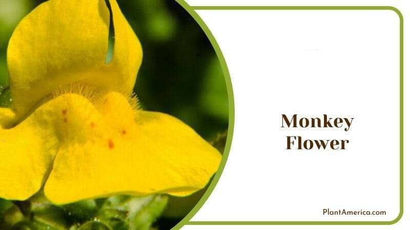 Monkey Flower with Yellow Blossom Plant America