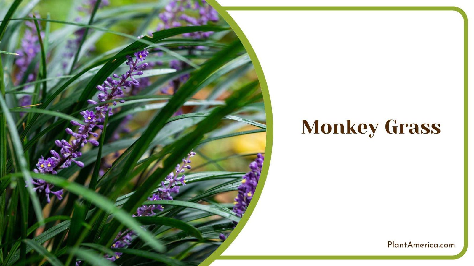 Monkey Grass Versatile Spreading Plant America