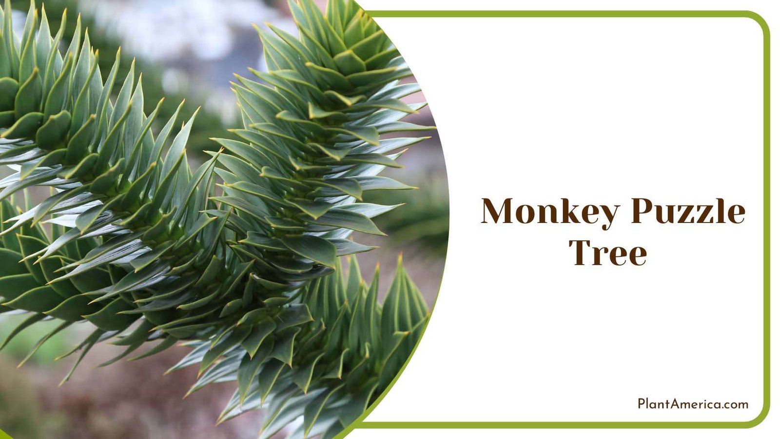 Monkey Puzzle Tree Plant America