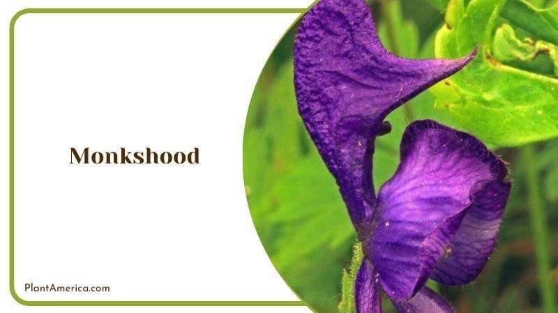 Monkshood Plant America