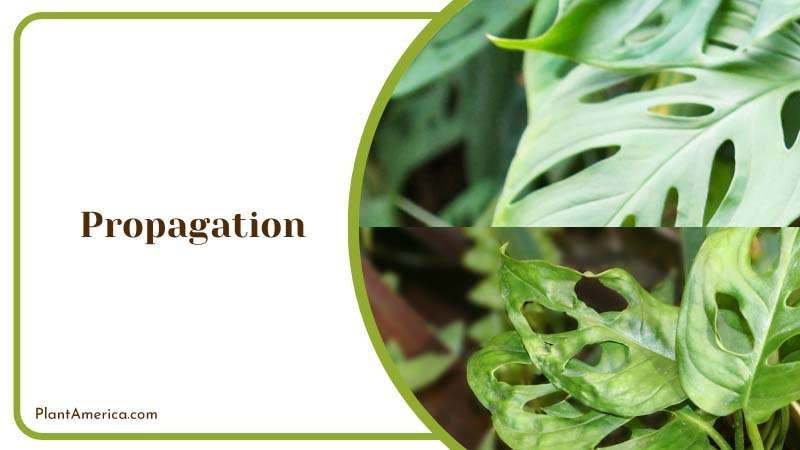 Content Image Plant Profile Sujon Monstera Adansonii Propagati