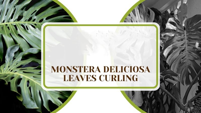 Monstera Deliciosa Leaves Curling ~ PlantAmerica
