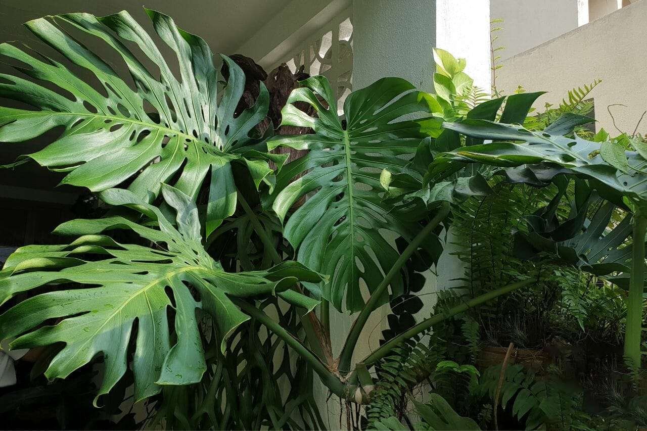 Monstera Deliciosa Plant Plant America Monstera Deliciosa Plant Plant America