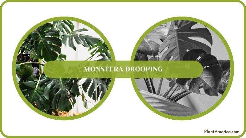 Monstera Drooping Solved ~ PlantAmerica