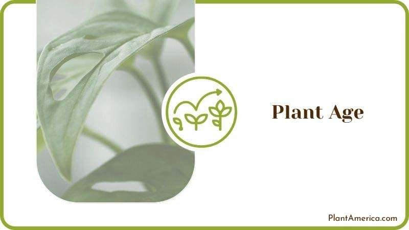 Monstera Holes Plant Age ~ PlantAmerica