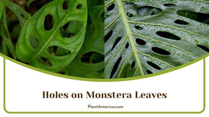 Content Image Plant Profile Sujon Monstera Leaves Holes