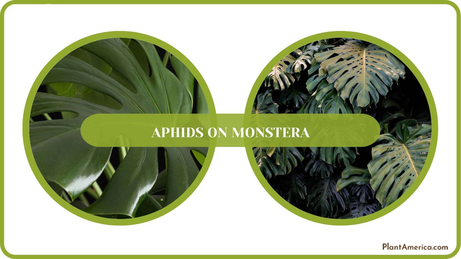 Monstera Leaves Turning Black ~ PlantAmerica