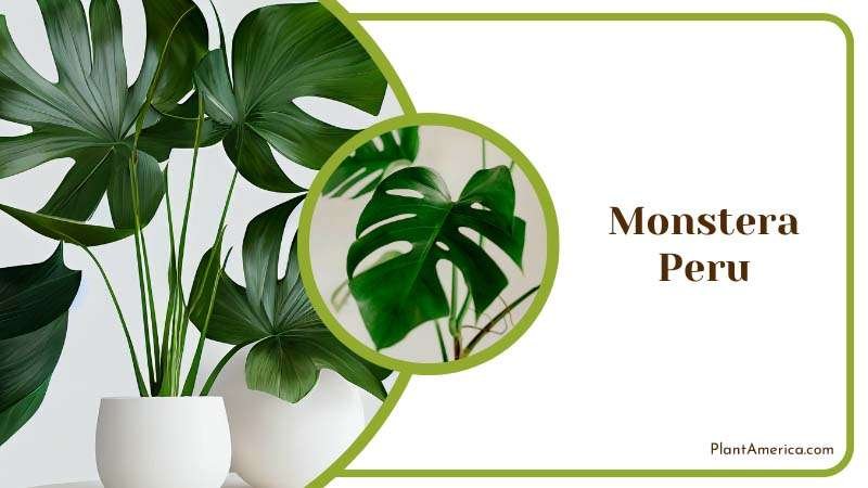 Monstera Peru Plants in Pot Plant America