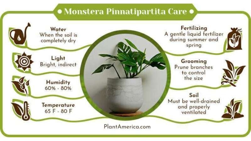 Monstera Pinnatipartita Care Infographic ~ Plant America Monstera Pinnatipartita: Insight to Grow a Lovely Monstera Variant