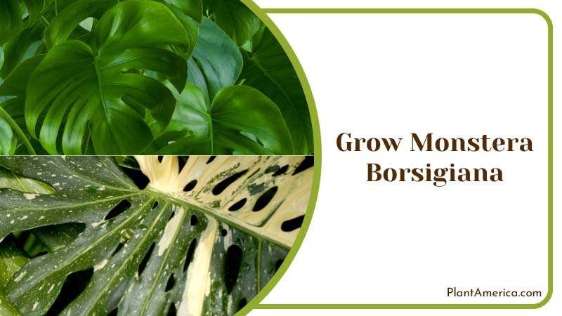 Sujon More Plants/Collage Image Monstera Plant in Garden