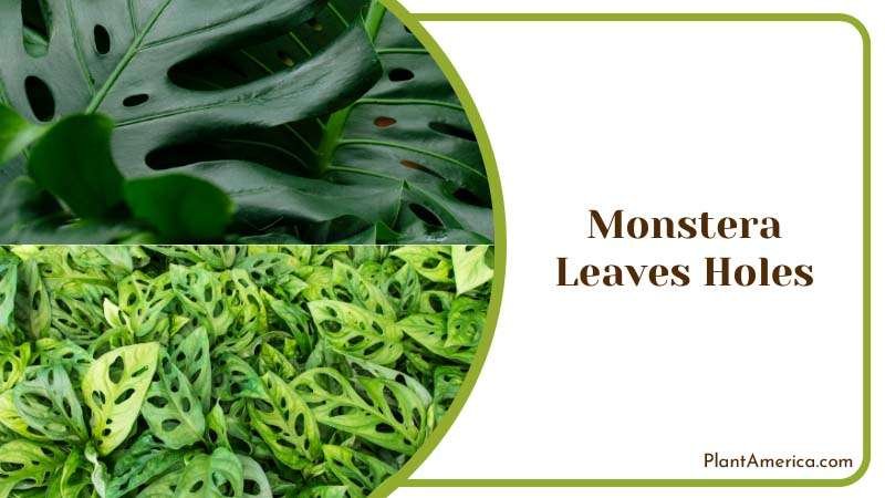 Sujon More Plants/Collage Image Monstera Plant with Holes in L