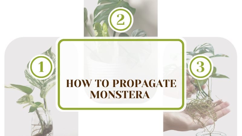 Monstera Propagate Methods ~ PlantAmerica